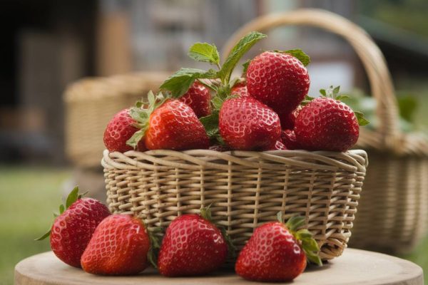 fraises de Plougastel : un trésor gourmand du Finistère fraises de Plougastel : un trésor gourmand du Finistère