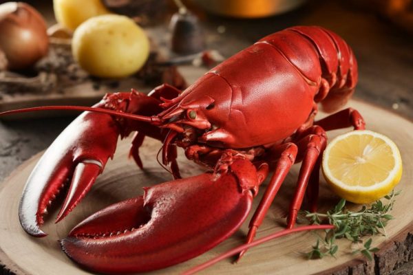 homard de Bretagne : découverte d’un trésor gastronomique homard de Bretagne : découverte d'un trésor gastronomique
