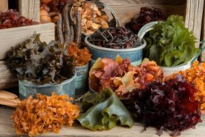 Algues de Bretagne : trésor marin récolté pour un usage alimentaire