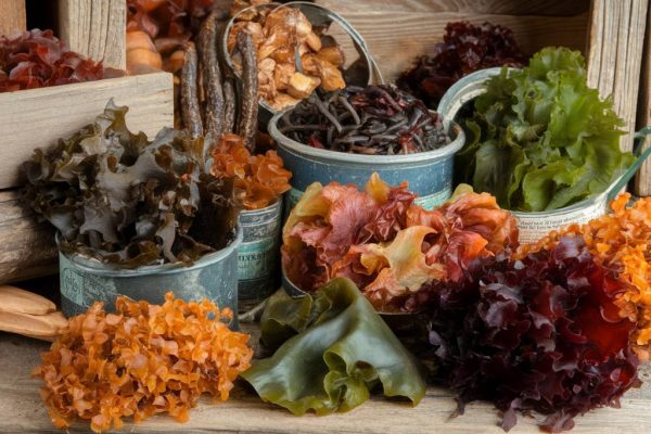 Algues de Bretagne : trésor marin récolté pour un usage alimentaire Algues de Bretagne : trésor marin récolté pour un usage alimentaire