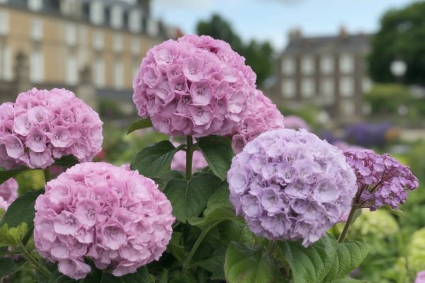 Le circuit des hortensias Ploërmel : une balade florale au cœur du Morbihan