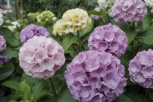 Circuit des hortensias ploermel : balade fleurie au fil des saisons